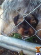 yorkshire terrier puppy posted by pooch