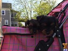 yorkshire terrier puppy posted by pooch