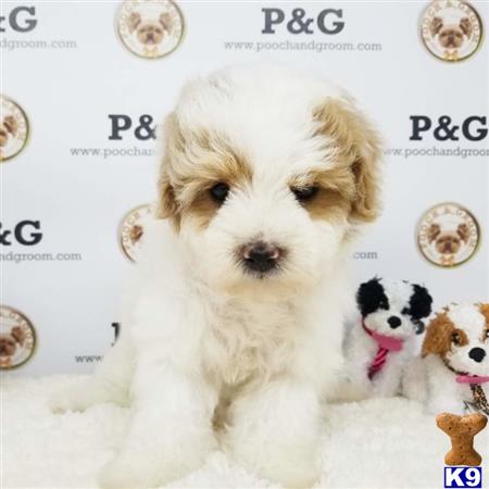 Maltipoo dog