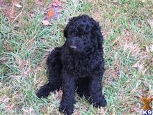 poodle puppy posted by poodlecook