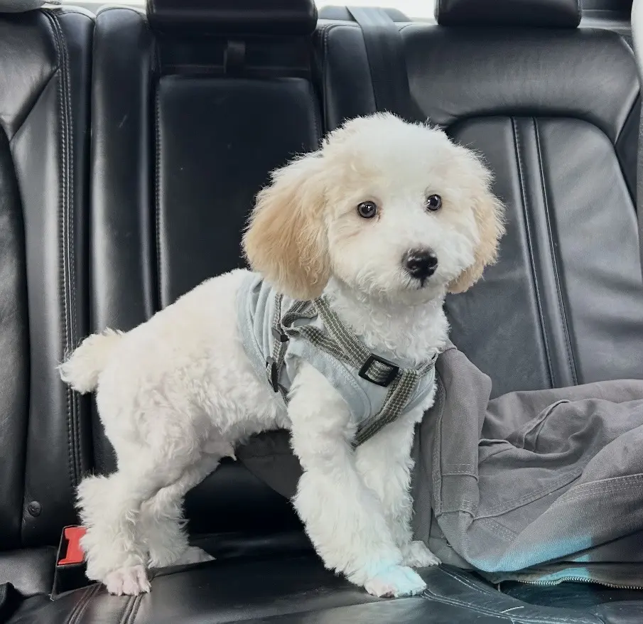 Poodle stud dog: White Poodle puppy with fluffy coat sitting in a car seat