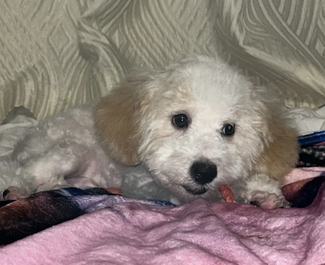 Poodle stud dog: White Poodle puppy with tan ears lying on a pink blanket