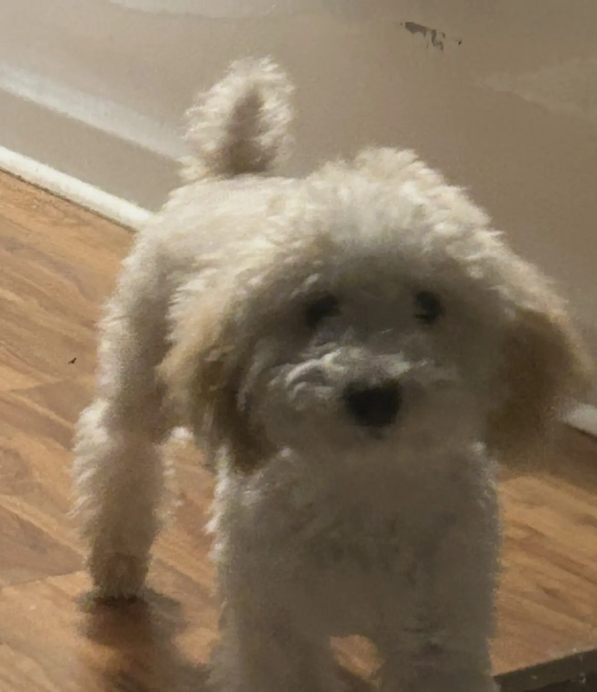 Poodle stud dog: Fluffy white Poodle standing on wooden floor indoors