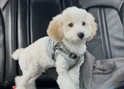 Poodle stud dog: White Poodle puppy with fluffy coat sitting in a car seat