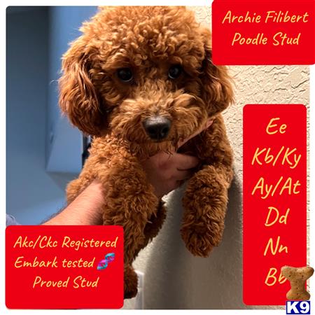 a poodle dog with its paws on a sign