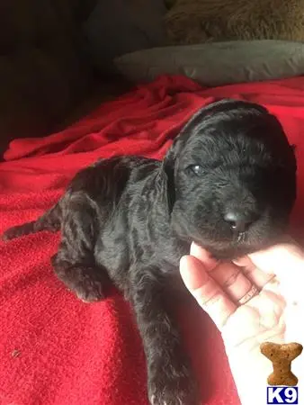 Poodle puppy for sale