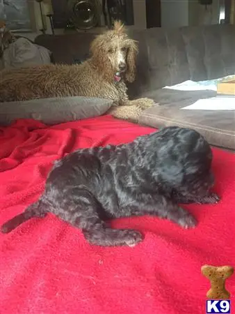 Poodle puppy for sale