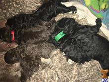 poodle puppy posted by poodlesbybloomingdale