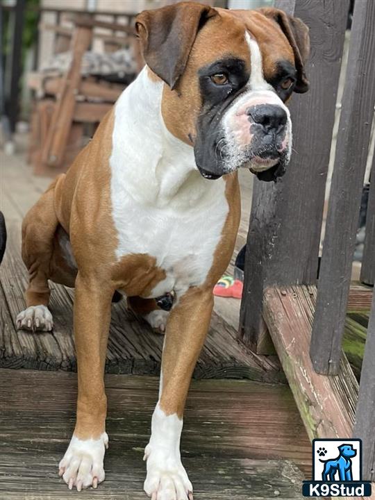 a boxer dog standing on a wooden deck