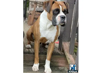 a boxer dog standing on a wooden deck