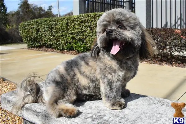 Shih Tzu stud dog