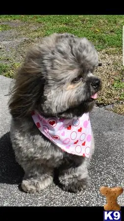 Shih Tzu stud dog