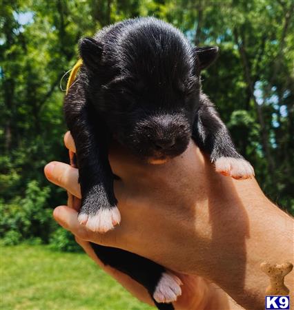 a person holding a goat