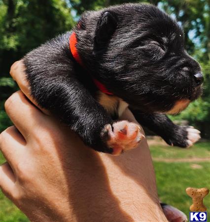 a person holding a siberian husky puppy