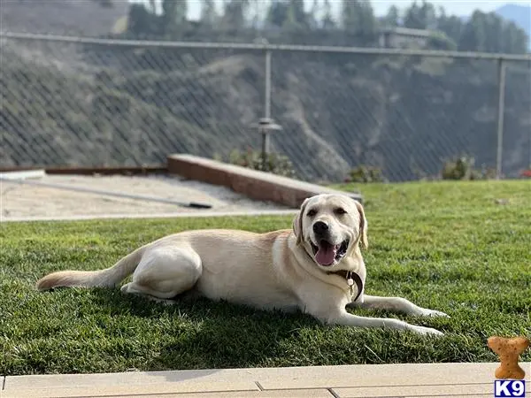 Labrador Retriever stud dog