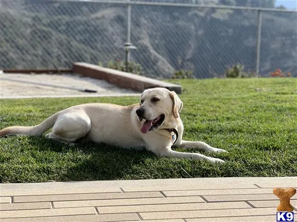 Labrador Retriever stud dog