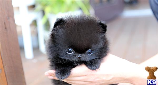 black pomeranian puppies for sale pomeranian puppy for sale poshfairytail black pomeranian teacup 7 years black pomeranian puppies for sale pomeranian puppy for sale poshfairytail black pomeranian teacup 7 years