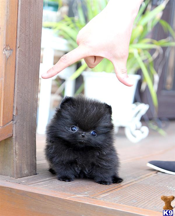 are teacup pomeranians hypoallergenic pomeranian puppy for sale poshfairytail black pomeranian teacup 7 years are teacup pomeranians hypoallergenic pomeranian puppy for sale poshfairytail black pomeranian teacup 7 years