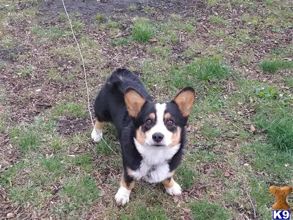 Pembroke Welsh Corgi stud dog