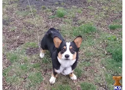 Pembroke Welsh Corgi