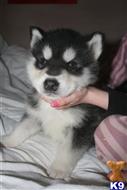 alaskan malamute puppy posted by pradakessy