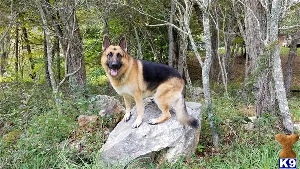 German Shepherd stud dog