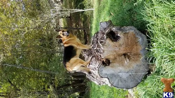 German Shepherd stud dog