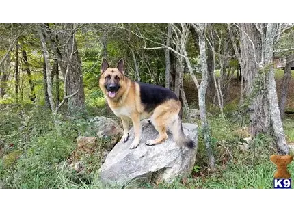 German Shepherd