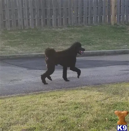 Poodle stud dog