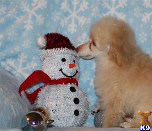 poodle puppies for sale in ohio poodle puppies for sale in ohio poodle puppies for sale in ohio poodle puppies for sale in ohio