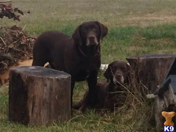 Labrador Retriever stud dog