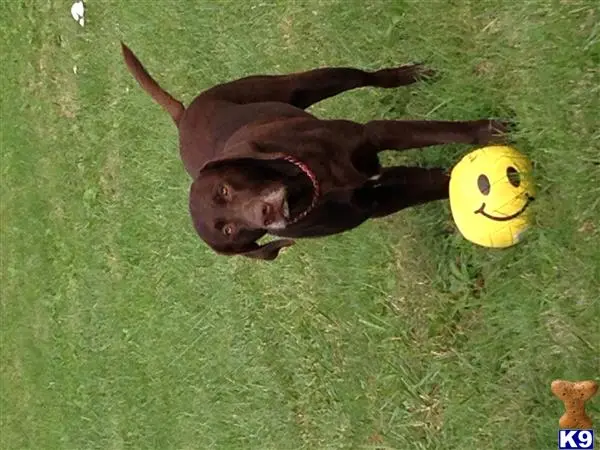 Labrador Retriever stud dog