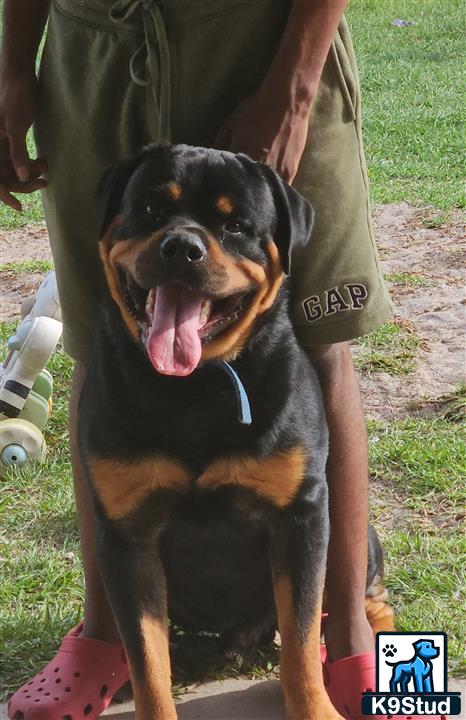 a rottweiler dog sitting on the ground