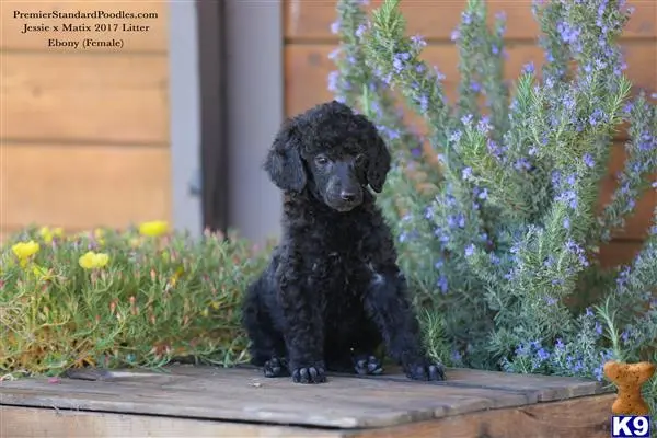 Poodle puppy for sale