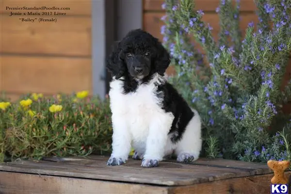 Poodle puppy for sale