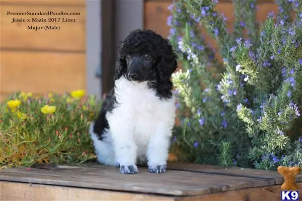 Poodle puppy for sale