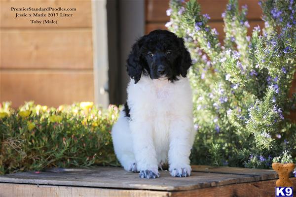 a poodle dog sitting on a wood surface