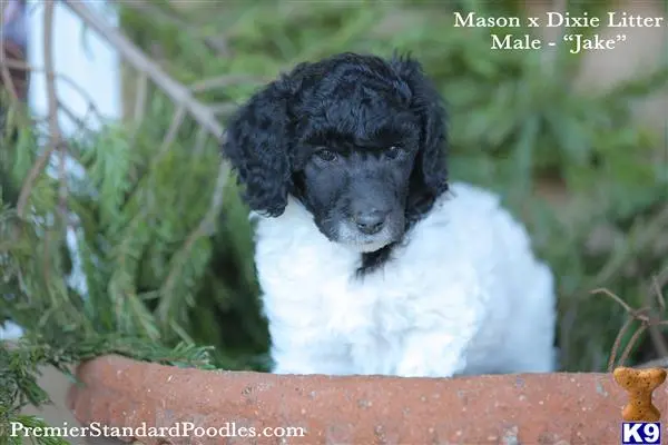 Poodle puppy for sale