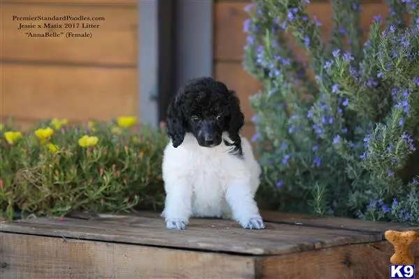 Poodle puppy for sale