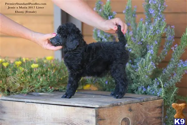 Poodle puppy for sale