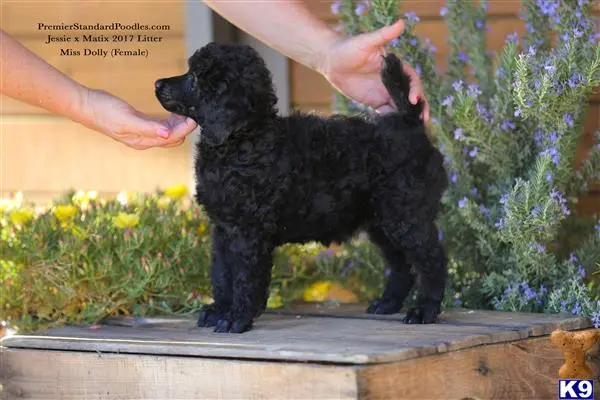 Poodle puppy for sale