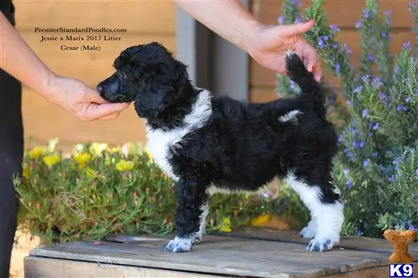 Poodle puppy for sale