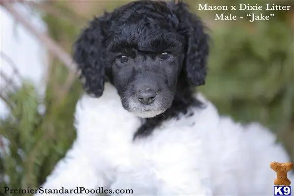 Poodle puppy for sale