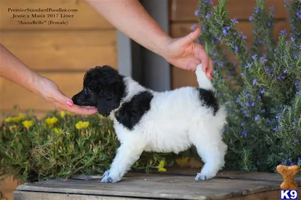 Poodle puppy for sale