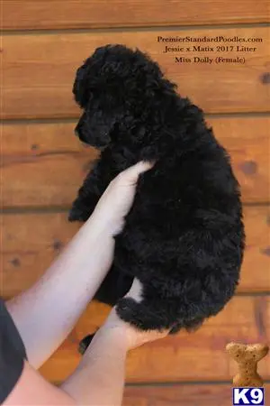 Poodle puppy for sale