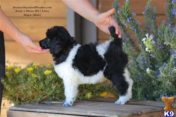 Poodle puppy for sale