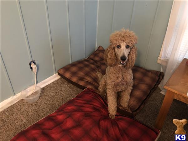 Poodle female dog