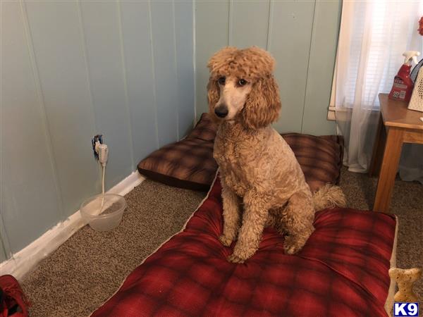 Poodle female dog
