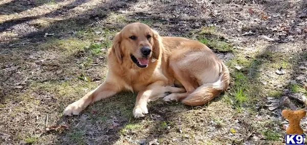 Golden Retriever stud dog