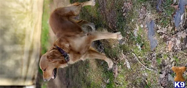 Golden Retriever stud dog